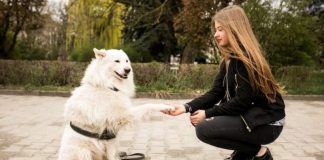 7 Signs Your Dog Imprinted on You: Analyzing the Bond Between You and Your Canine Companion Signs Your Dog Imprinted on You
