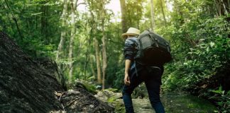 25 Wilderness Quotes For Nature Lovers || Embracing Earth’s Symphony: A Journey into the Wilderness ||