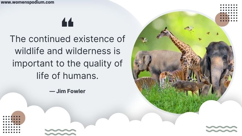 wilderness and wild life - quotes