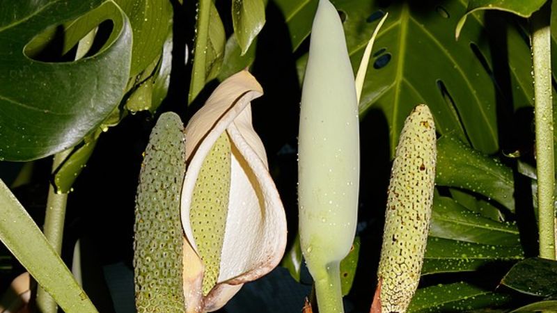 Benefits Of Eating Monstera Deliciosa Fruit