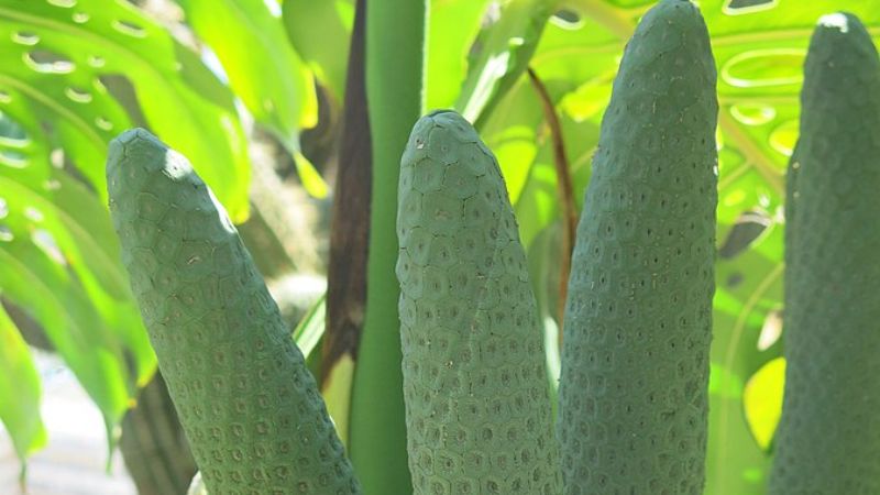 Eating Monstera Deliciosa Fruit