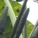 How to Eat Monstera Deliciosa Fruit