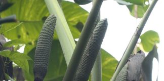 How to Eat Monstera Deliciosa Fruit – Everything You Need To Know About It How to Eat Monstera Deliciosa Fruit