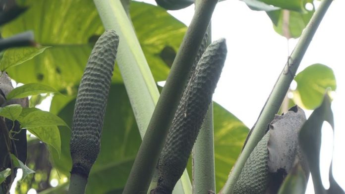 How to Eat Monstera Deliciosa Fruit