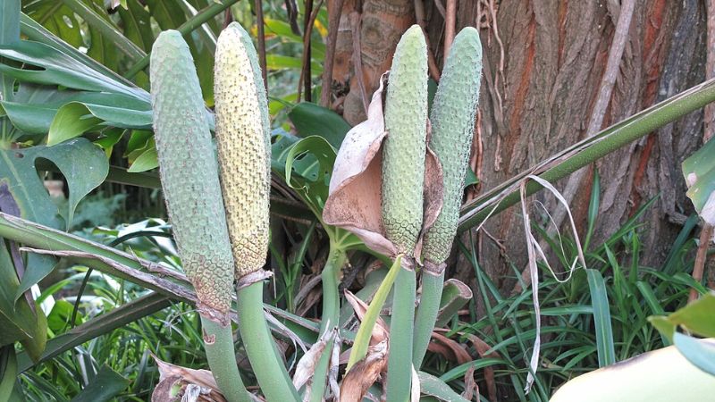 Monstera Deliciosa Fruit