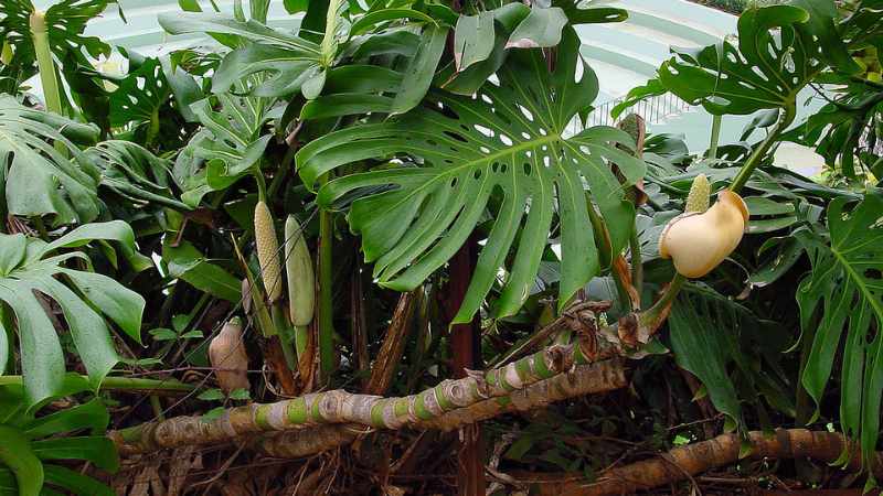 Mexican breadfruit