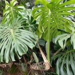 types of monstera plants
