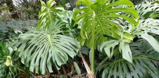 The 6 Types Of Monstera Plants To Grow – Unveiling The Monstera Varieties! types of monstera plants