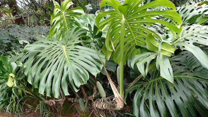 types of monstera plants